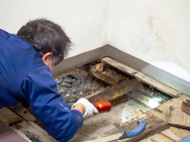 Best Attic Mold Removal  in Silver Springs, NV