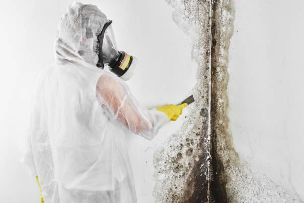Best Home Mold Removal  in Silver Springs, NV