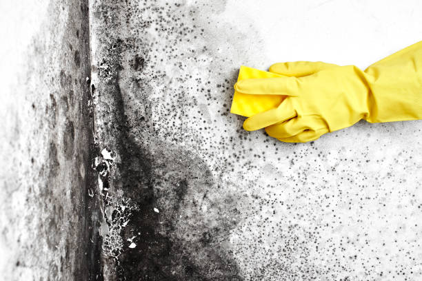 Best Commercial Mold Removal  in Silver Springs, NV