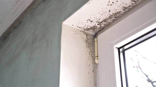 Best Mold Damage Repair  in Silver Springs, NV