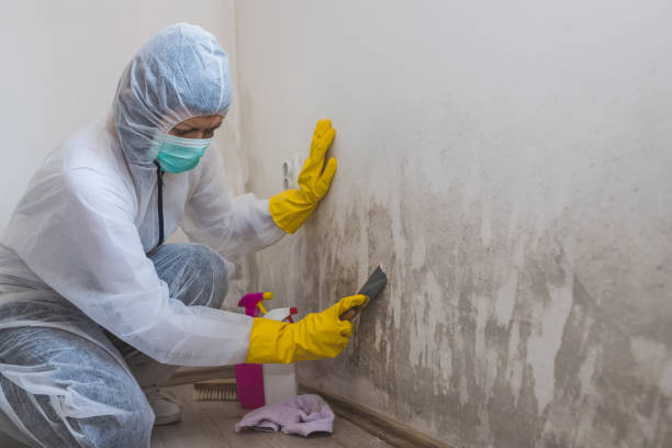 Home Mold Removal in Silver Springs, NV