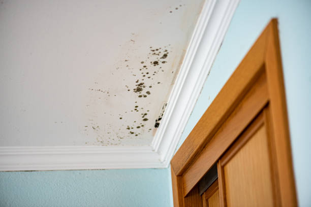 Best Crawl Space Mold Removal  in Silver Springs, NV
