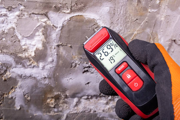 Best Mold Remediation  in Silver Springs, NV