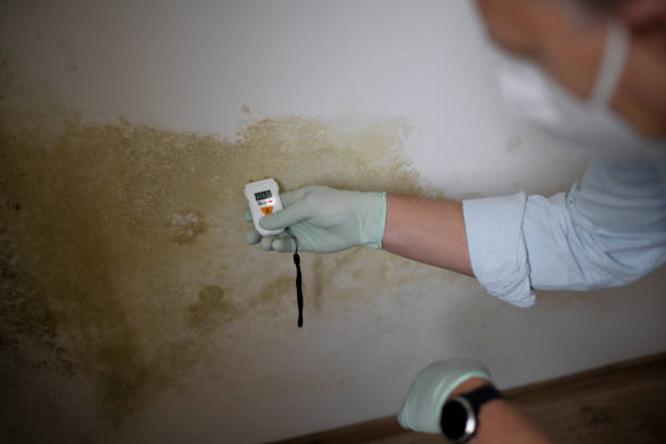 Certified Mold Removal in Silver Springs, NV
