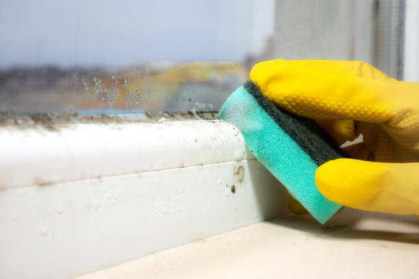 Crawl Space Mold Removal in Silver Springs, NV
