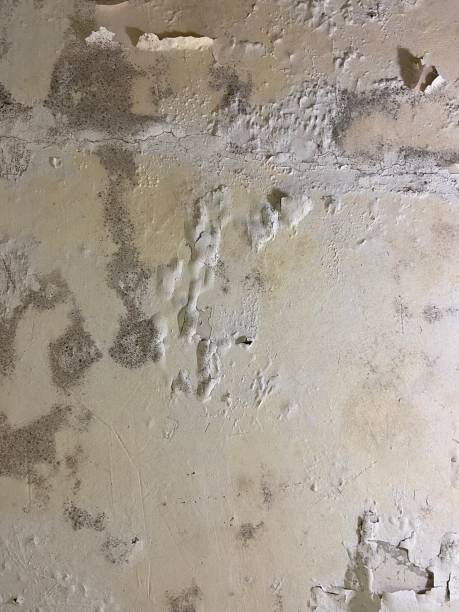 Best Mold Cleaning Services  in Silver Springs, NV