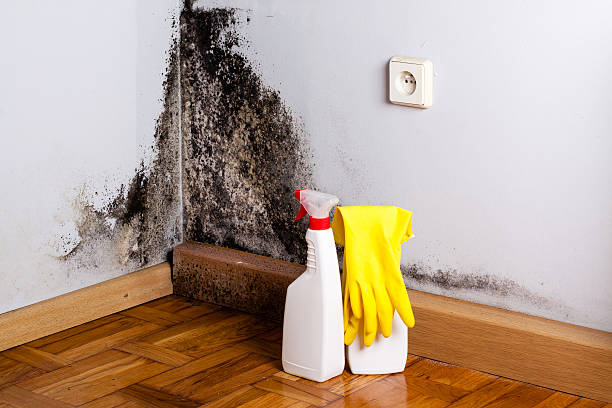 Certified Mold Removal in Silver Springs, NV