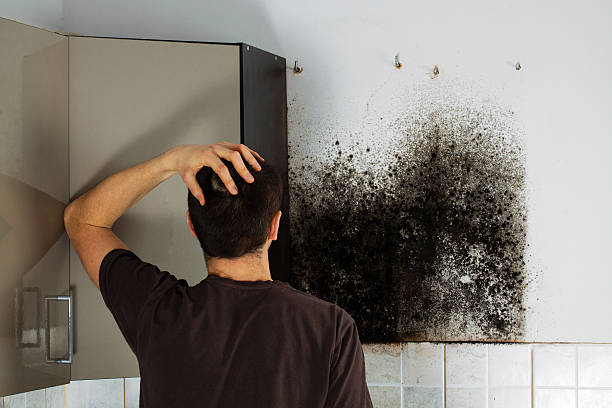 Best Best Mold Removal Companies  in Silver Springs, NV