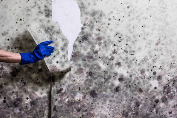 Best Black Mold Removal  in Silver Springs, NV