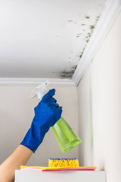 Best Office Mold Removal Services  in Silver Springs, NV